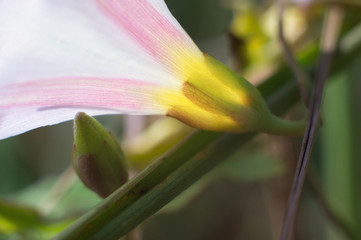 Field bindweed close-up delicate pale pink. White beautiful flower lit by sunlight