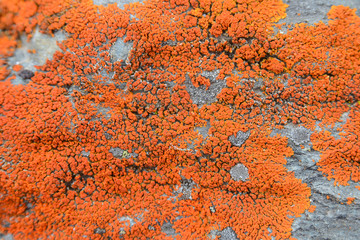 Lichen, moss at the rock. Snippet of alpine nature. Altai Republic, Siberia, Russia.