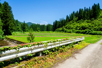日本の田園風景　7月