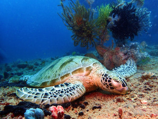 Closeup with a Hawksbill Turtle sleeping on the earth floor underwater during a leisure dive in Mabul Island, Semporna, Tawau. Sabah, Malaysia. Borneo. 