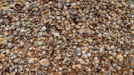 shells lie on the coast of the sea