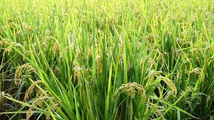 Rice plant with rice fruit before harvest in the field in summer. Rice is the major food in Asia and can harvest twice in a year in many countries.