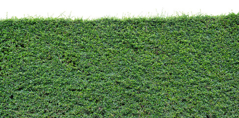 Green hedge or Green Leaves Wall on isolated,Objects with Clipping Paths