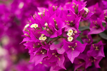 Purple bougainvillea flowers on tree texture and background.