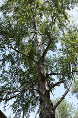 Birch tree with his bark