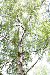 Birch tree with his bark