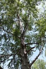 Birch tree with his bark