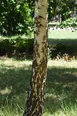 Fototapeta premium Birch tree with his bark