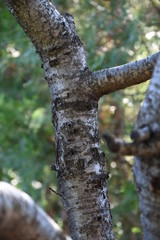 Cherry tree with his bark