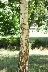 Birch tree with his bark