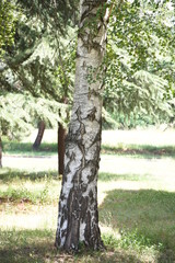 Birch tree with his bark