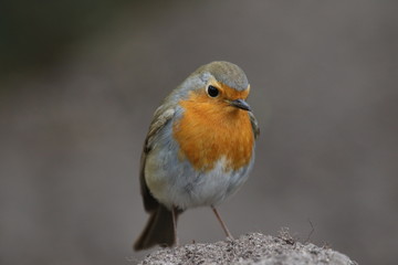 Rotkehlchen 1