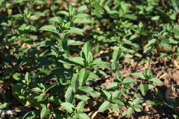 Green Mint leaves in the yard