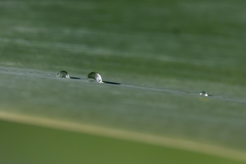 Water drops on a green leaf in a garden