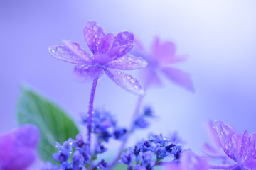 紫陽花