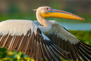 a closeup shot with a great white pelican in flight with it's wings forward