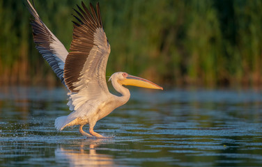 The great white pelican landing on the water with it's wings up