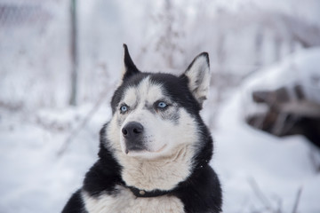 Husky dog portrait, looking on the side of the view.