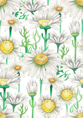 Repeated watercolor seamless pattern of chamomile flowers