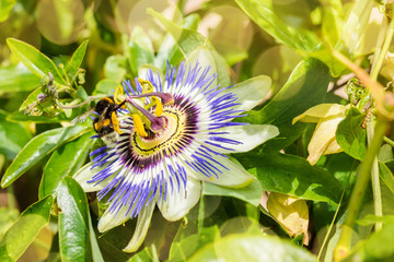 bumblebee landing on a  passion flower © Image'in