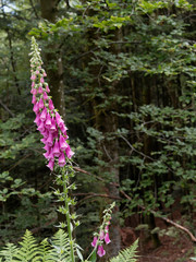 (Digitalis purpurea) Der Rote Fingerhut oder Fingerkraut in Schwarzwald