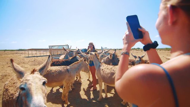 Young girl taking photos on phone of friend with a cute herd of donkeys in Bonaire, Caribbean
