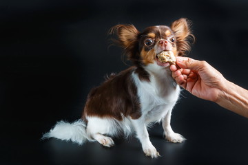 Puppy dog chihuahua eat food from hand,Dog eats chicken,training a dog,feeding pet concept.