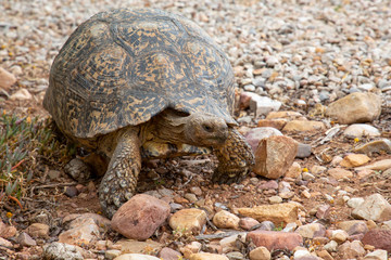 Closeup Schildkröte