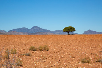 Baum Wüste