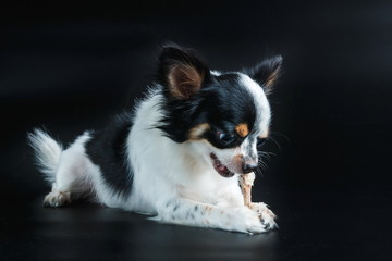 Puppy dog chihuahua eat food from hand,Dog eats chicken,training a dog,feeding pet concept.