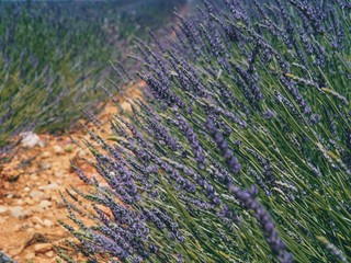 Lavender field in the province of Valensole in Provence in France