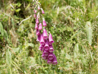 Detail Der Rote Fingerhut mit Zygomorphe Blüten in Schwarzwald (Digitalis purpurea)