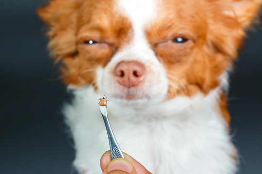 Dog tick bloodsucking,Closeup of hands using silver pliers to remove dog tick ,dog health care concept.Focus dog tick.