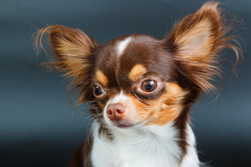 Dog tick bloodsucking,Closeup of hands using silver pliers to remove dog tick ,dog health care concept.Focus dog tick.