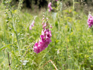 Digitalis purpurea oder der Rote Fingerhut oder Fingerkraut in Schwarzwald 
