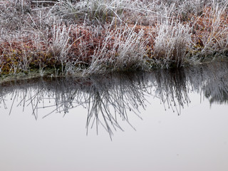 Fog and mystical bog landscape in the autumn morning. All silhouettes are unclear , Latvia