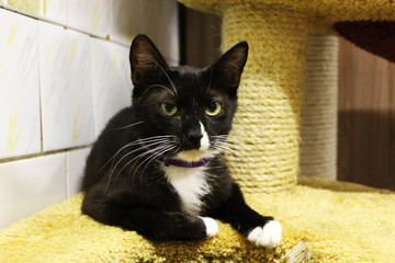 Serious black and white cat lies in a shelter and looks into the camera. homeless animal. © KiteGet