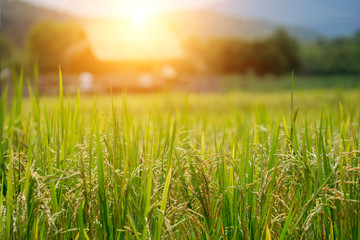 wheat field and blue sky with clouds