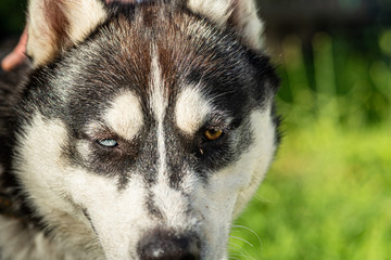 Portrait of a Siberian Husky close up. Photographed in a park.