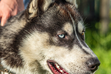 Portrait of a Siberian Husky close up. Photographed in a park.