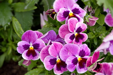 Violet tricolor (lat. Viola tricolor), or pansies in the flower bed