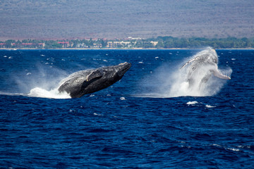 Zwei Wale springen