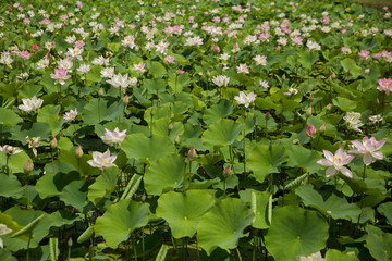 A lotus flowers blooming in beautiful nature
