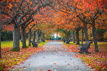 Tree lined autumn scene in Greenwich park, London - obrazy, fototapety, plakaty