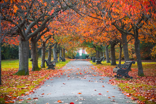 Tree lined autumn scene in Greenwich park, London