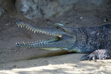 A crocodile in a zoo in Australia