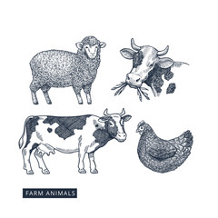 Farm animals collection. Cow  sheep  chicken engraved vintage illustration. Vector illustration