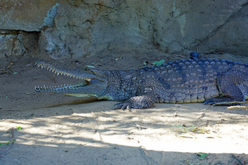 A crocodile in a zoo in Australia