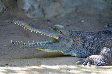 A crocodile in a zoo in Australia