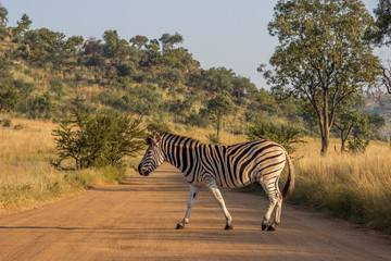 burchels Zebra crossing a road
